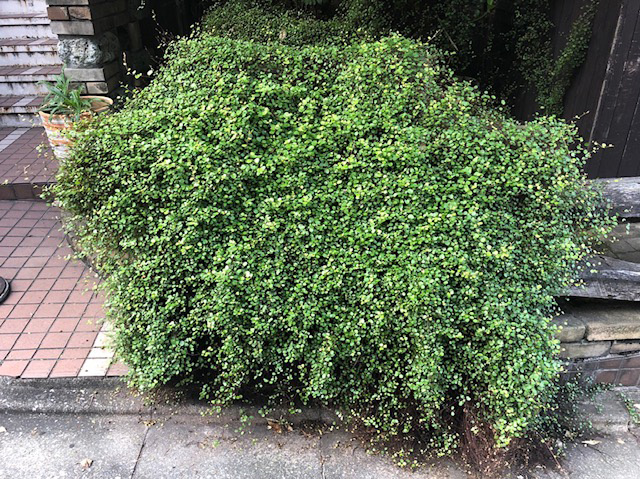 植栽・剪定作業